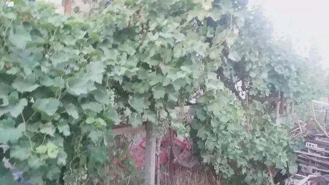 Надо поливать Ядом . смотреть онлайн