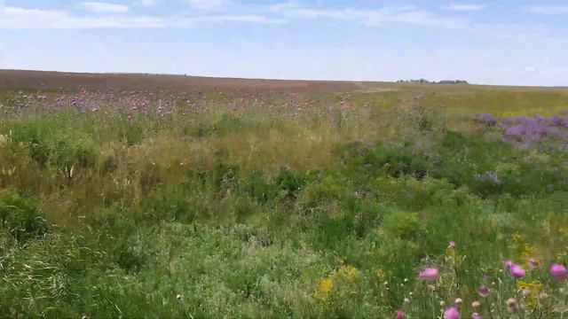 1 июня 2020 г. Знакомство с медоносами от Честного Пчеловода смотреть онлайн