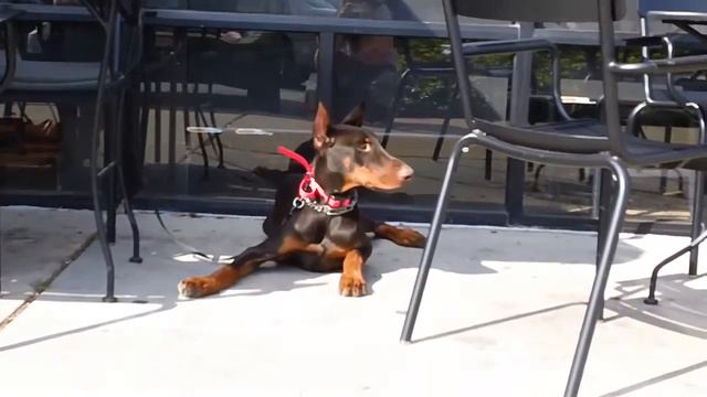 Doberman socializing at starbucks смотреть онлайн