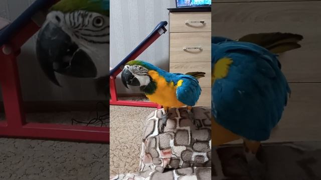 Попугай сине-жёлтый ара Рони даёт лапу.(Parrots blue-yellow macaw Roni gives a paw).
