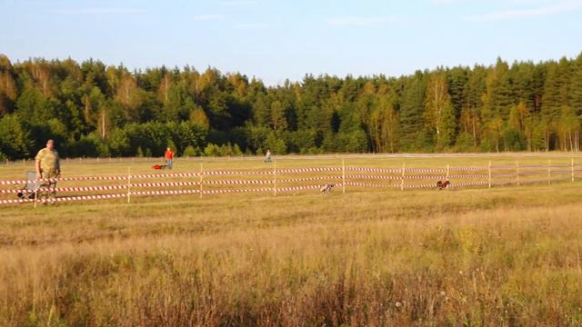 Левретки стандарт финал смотреть онлайн
