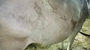 Как бы мне определить срок стельности коровы!?