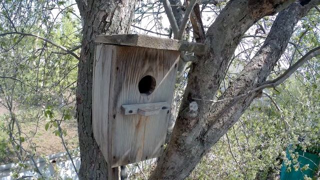 Скворец 170429 1 в Скворечние в саду со стороны 1 смотреть онлайн