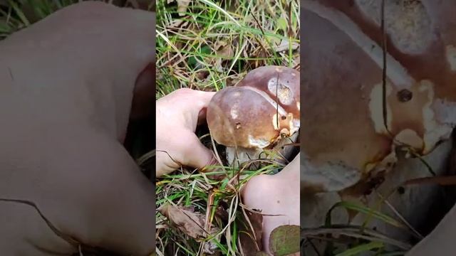 Білий гриб у Карпатах!