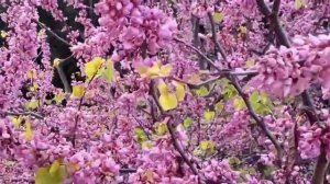 Наращивание волос канеколоном на каркас из брейдов