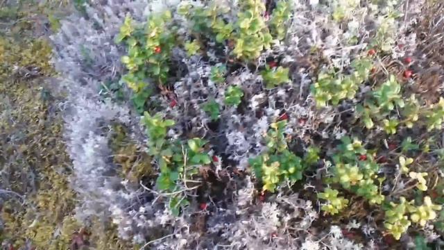 Как собирать ягоды. Грабля для сбора ягод (коса для сбора ягод)