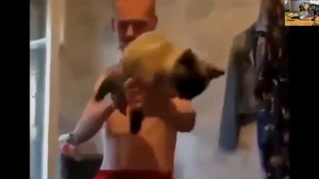 приколы кошки