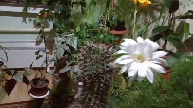 Комнатные цветы.Удивительный кактус Эхинопсис цветет в октябре. смотреть онлайн