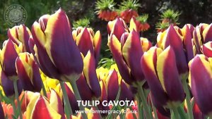Tulip 'Gavota' - FarmerGracy.co.uk