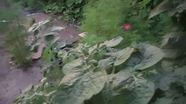 Томат Малыш описание сорта сад и огород выпуск 052