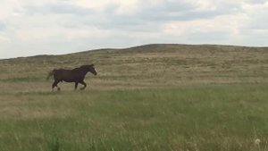 Айгыр Русский тяжеловоз загоняет в косяк кобыл#Согым  #Жабагы#Бие #Кунан #породистые_тяжеловозы