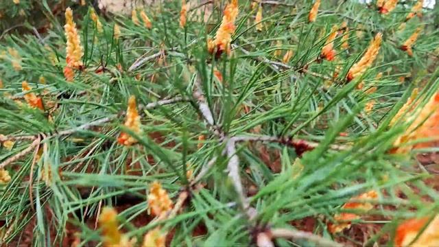 Цветение сосны. смотреть онлайн