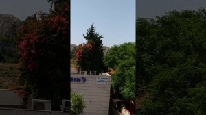 Празднуем Шавуот.С праздником.Мира и добра,всем.Для меня праздник,это работа,сажаю растишки????