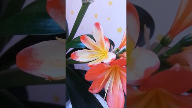 кливии вайт липс White lip смотреть онлайн