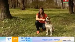 Стафоршидский терьер