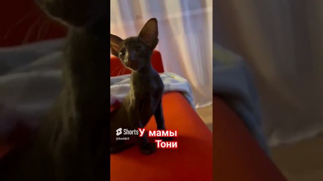 Давайте знакомиться, ориентал Бадди#котята #ориентальныйкот  # давайтезнакомиться