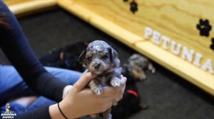 Meet Petunia's AussieDoodle Puppies at 3 Weeks Old