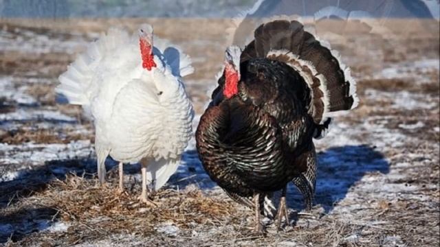 Бизнес по разведению индюков | Индейки | Разведение индюков как бизнес идея | Птицеводство смотреть онлайн