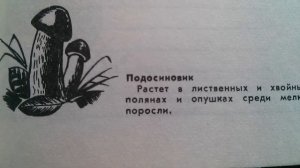 Подосиновик - Где растёт