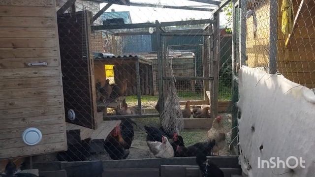 Куры Барневельдер,сняла по запросу.Гуси Линда уже подросли.