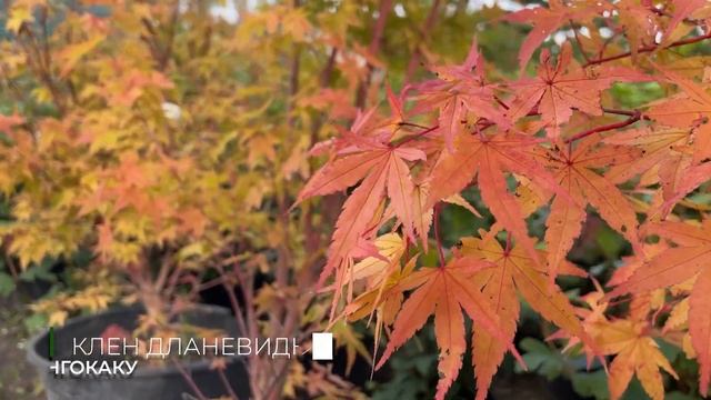 Осенняя палитра Ромашкино Парк