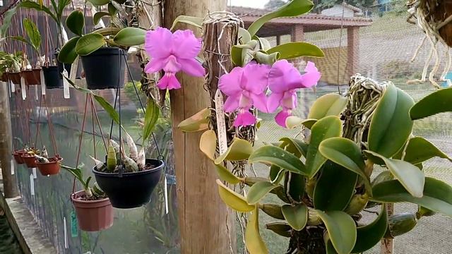 LINDAS FLORES DAS CATTLEYAS WALKERIANAS 💐 TIPO SEMI ALBA PÉROLA RUBRA VINICOLOR
