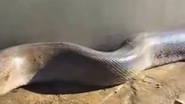 Самая Крупная Змея в Мире Найдена Мертвой!! смотреть онлайн