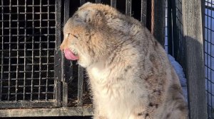 Рысь Ладуся