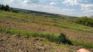 Фундук.Сад фундука.Урожайныне сорта.Морозостойкие сорта фундука.
