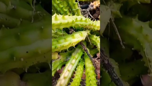 Reproducción por esquejes cactus colgante смотреть онлайн