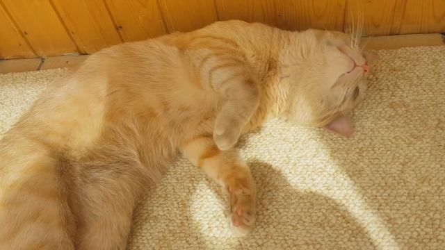 КОТОВЛОГ! Один день из жизни кота!