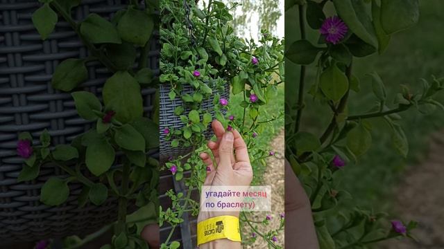 Приключения аптении: от сеянца в деревце смотреть онлайн