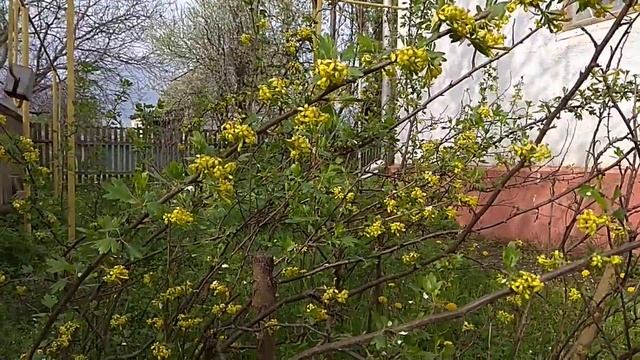 Весна. Пчелы носят обножку с одуванчика. смотреть онлайн