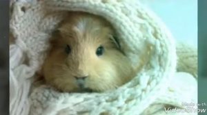 Песня про морских свинок