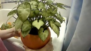 Уход за сингониумом (лиана) ....   проще некуда...!!!!!