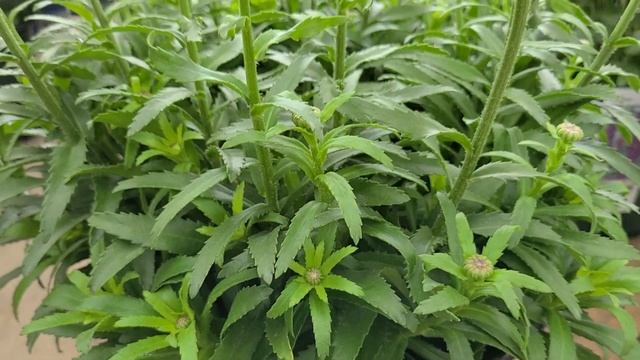 Leucanthemum 'Snowcap' (Shasta Daisy) // Superb COMPACT, Tried & True, Long-Flowering Perennial смотреть онлайн