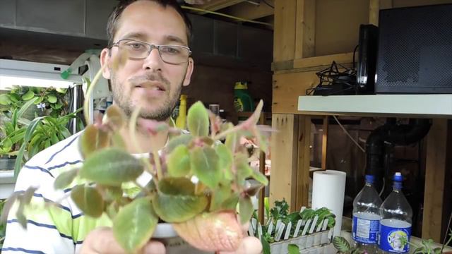 Plants from Bloomlovers Update! смотреть онлайн