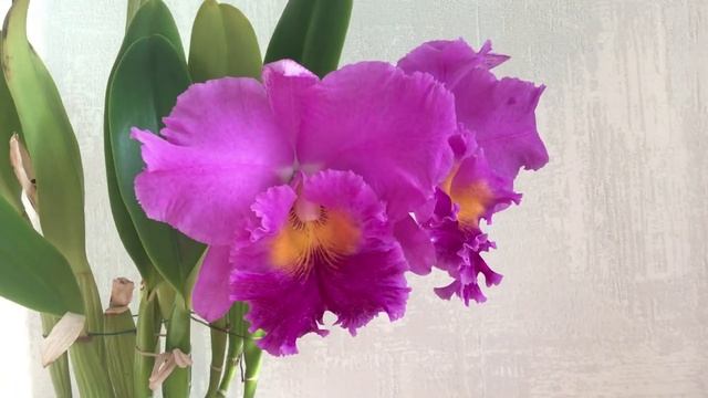 Blc. Pink Empress 'Ju-Shen AM/AOS' - розовая императрица! смотреть онлайн