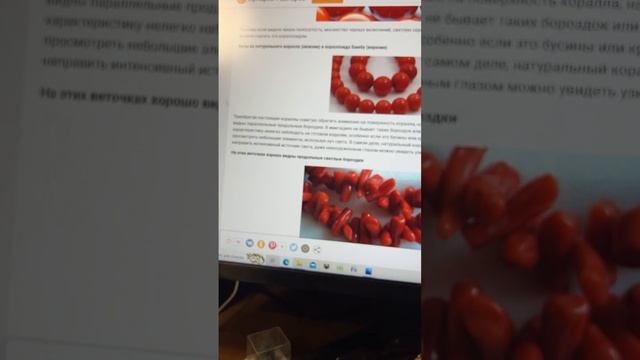 Бамбуковый коралл: коралл или водоросли?