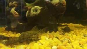 сом Анциструс обыкновенный (Ancistrus dolichopterus) или сом-прилипала