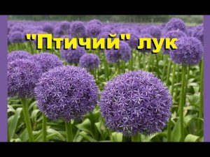 Лук Анзур для птицы