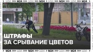 Штрафы за срывание цветов — Москва24|Контент