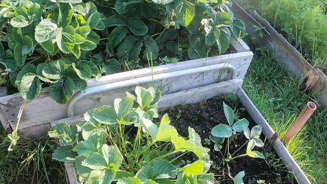 Растения тоже болеют. Мучнистая роса на Дельфиниумах. На томатах паутинный клещ. Поборемся. смотреть онлайн