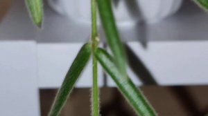 ?Цветы.Хойя"Linearis"