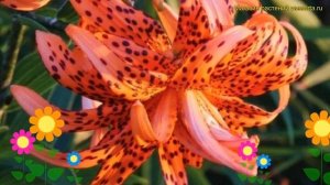 Лилия тигровая Флора Плена. Краткий обзор, описание характеристик lilium Flore Pleno