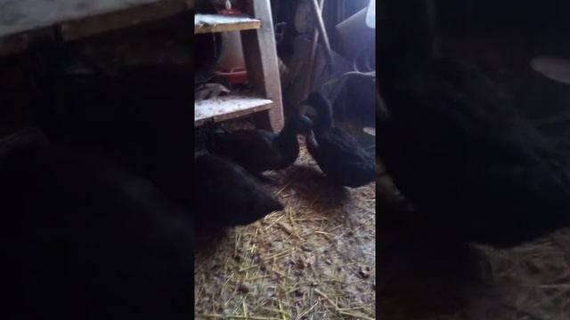 Американская утка Каюга смотреть онлайн