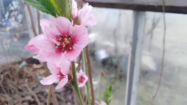 цветет персик в теплице . Распускается киви. обзор теплицы на 25 апреля смотреть онлайн
