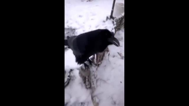 ШОК!!! ГОВОРЯЩАЯ ВОРОНА!!! ВАСЯ ХОЧЕТ КУШАТЬ!!!!!! смотреть онлайн