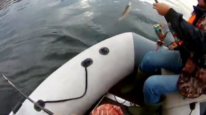 Рыбалка в Сентябре на Енисее.