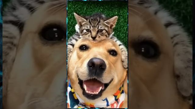 Приколы с кошками и собаками (самое смешное видео)